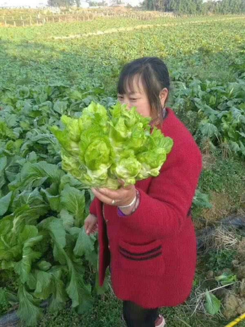儿菜