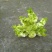 儿菜