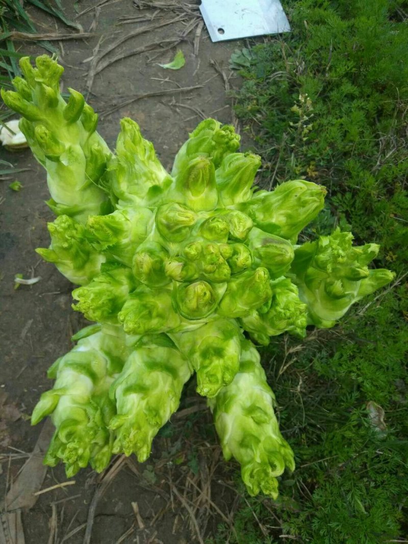 儿菜