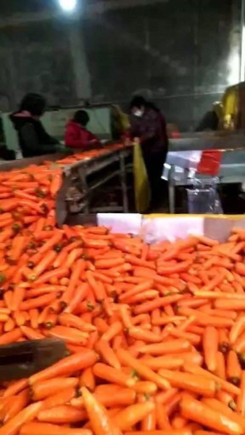 精品河南通许胡萝卜基地全国直发保质保量可实地考察视频看货
