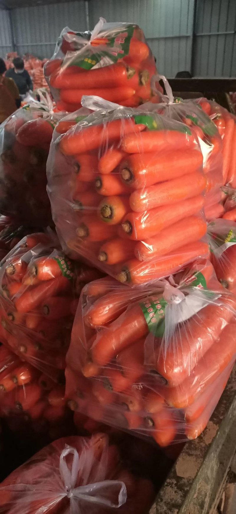 精品河南通许胡萝卜基地全国直发保质保量可实地考察视频看货