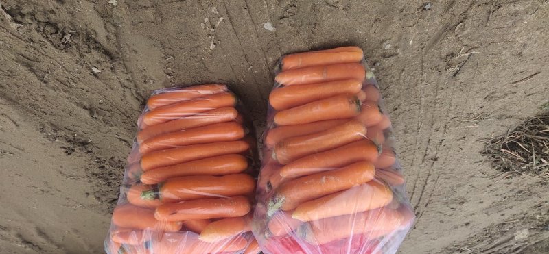 精品河南通许胡萝卜基地全国直发保质保量可实地考察视频看货