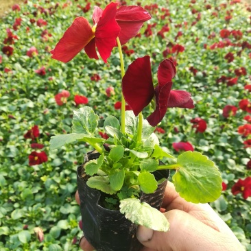基地直销三色堇质量好价格便宜
