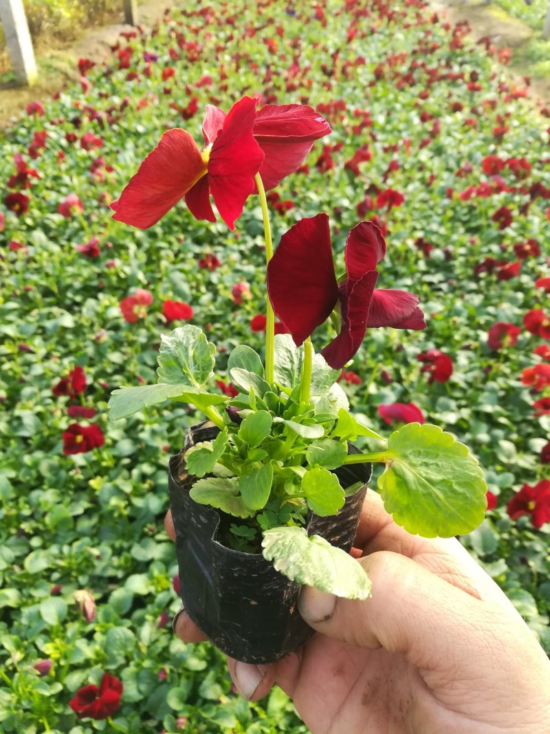 基地直销三色堇质量好价格便宜