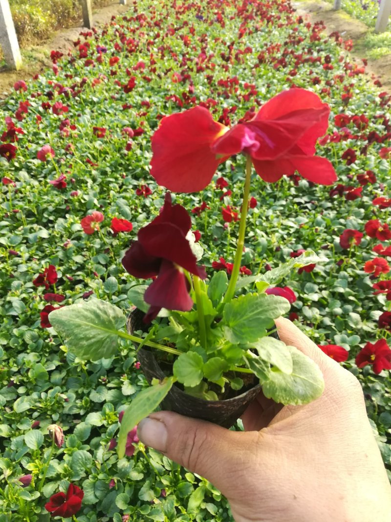 基地直销三色堇质量好价格便宜