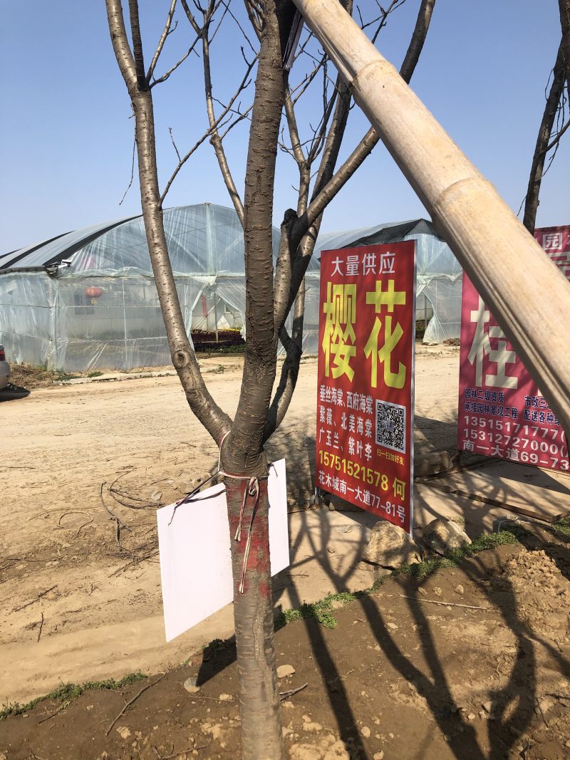 精品樱花早樱晚樱染井吉野规格齐全