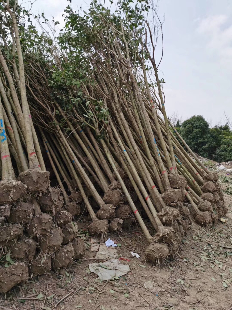 基地直销高杆女贞大叶女贞规格2到15公分代发全国