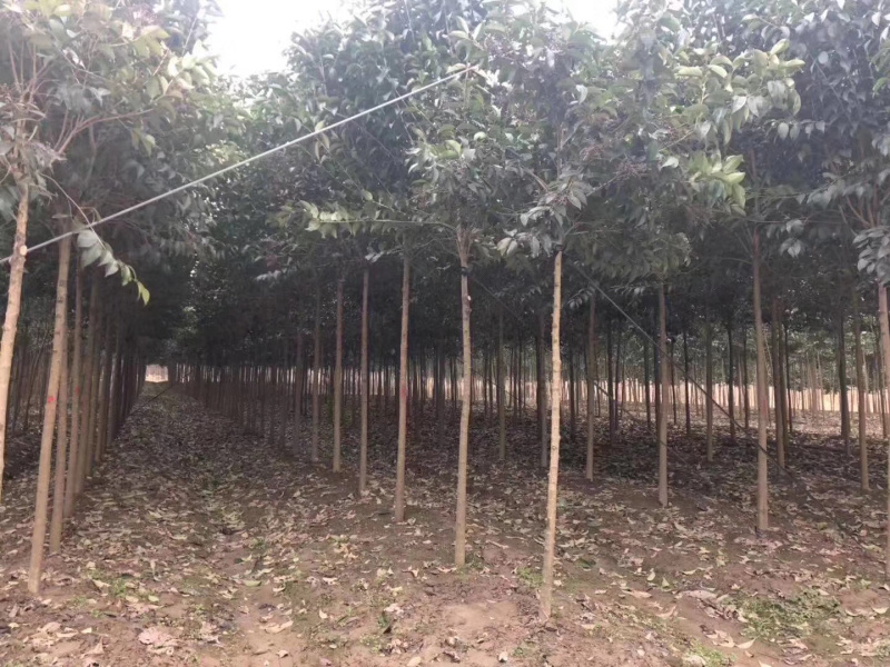 基地直销高杆女贞大叶女贞规格2到15公分代发全国