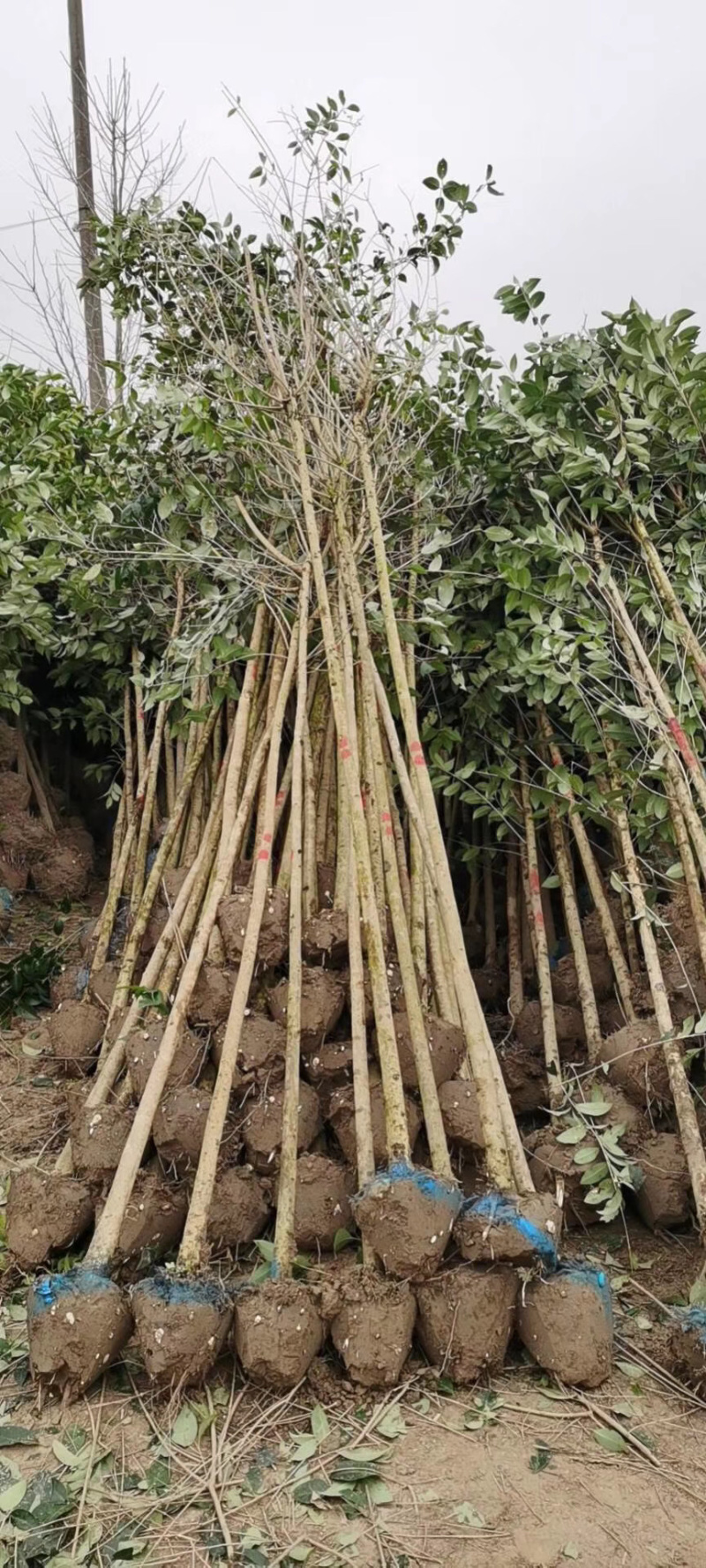 基地直销高杆女贞大叶女贞规格2到15公分代发全国