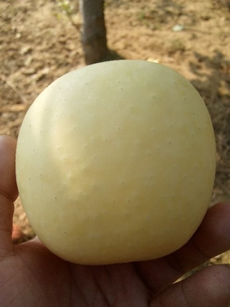 冰糖心苹果树枝，黄金苹果甜苹果，早熟苹果苗，中秋黄金苹果