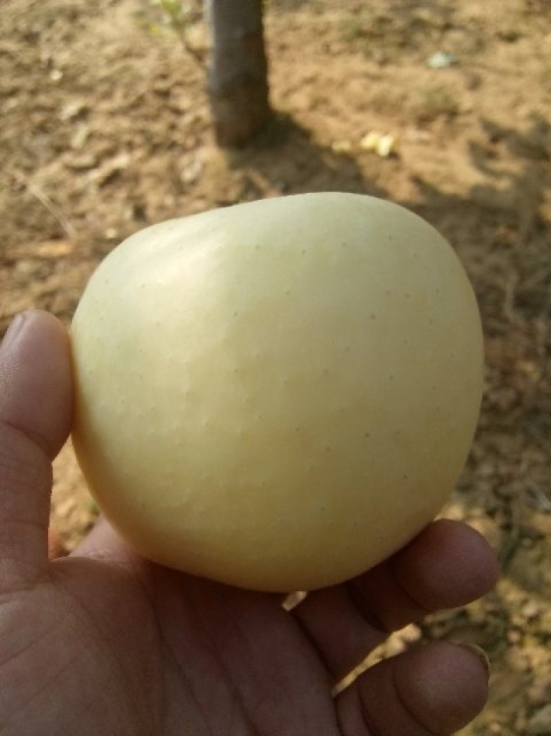 冰糖心苹果树枝，黄金苹果甜苹果，早熟苹果苗，中秋黄金苹果
