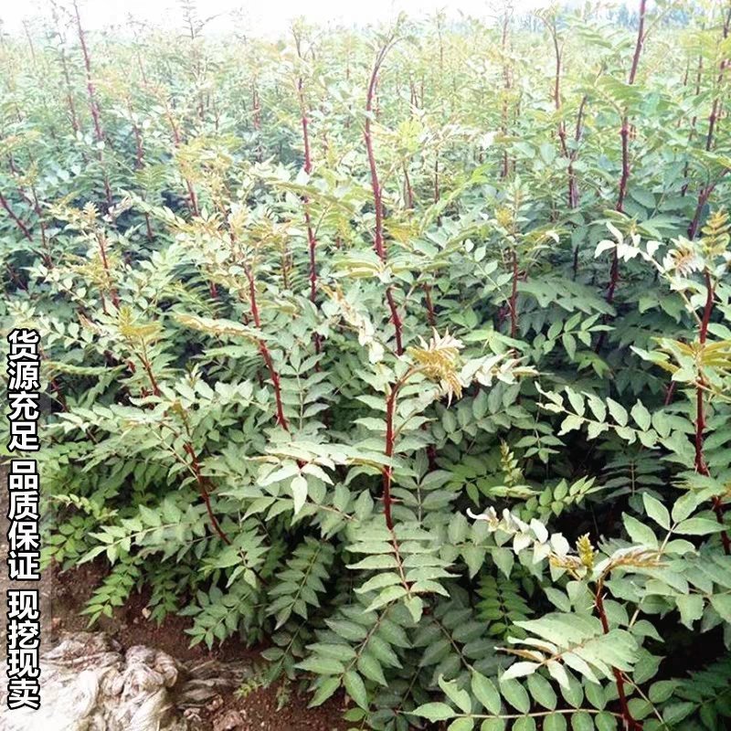 花椒树苗大红袍花椒，苗四川麻椒藤椒盆栽地栽当年结果