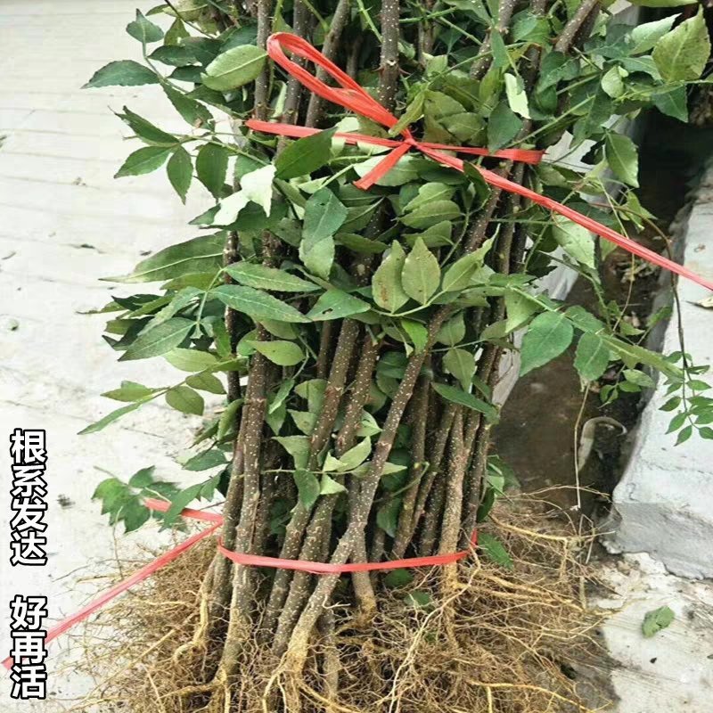 花椒树苗大红袍花椒，苗四川麻椒藤椒盆栽地栽当年结果