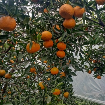 晚熟椪柑