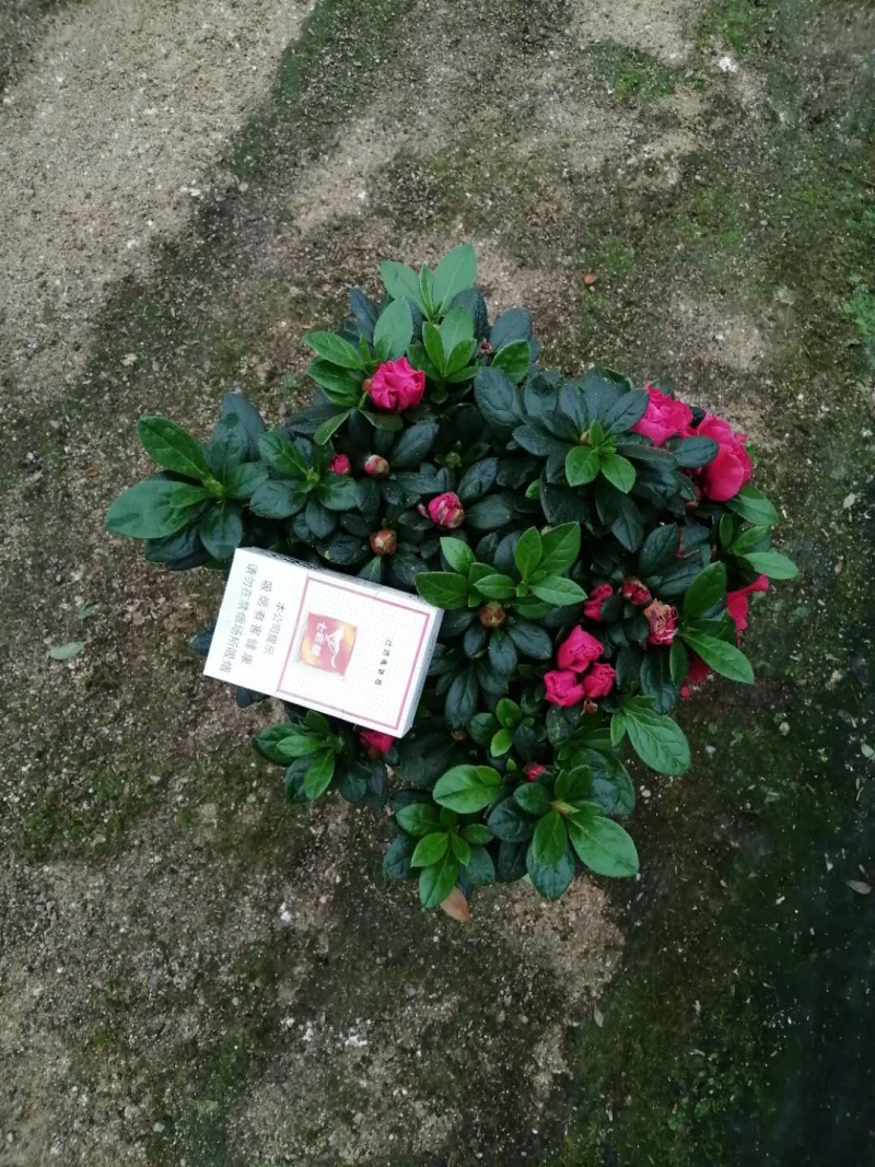 杜鹃，西洋杜鹃，粉的，红的，花边
