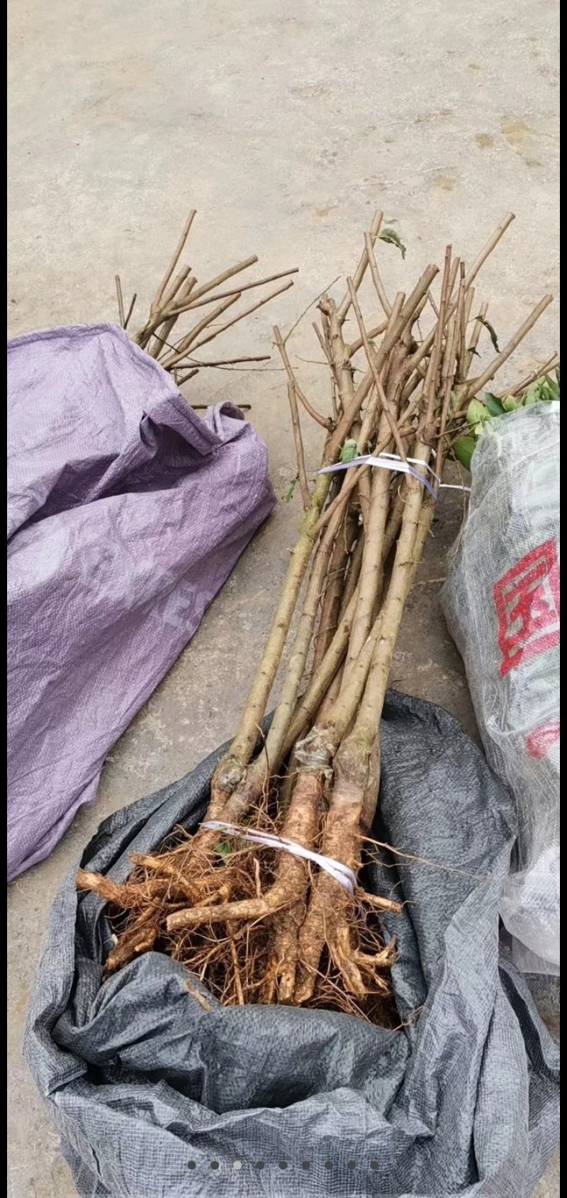 脆红李子苗嫁接苗规格齐全当年挂果南北方种植技术指导易成活
