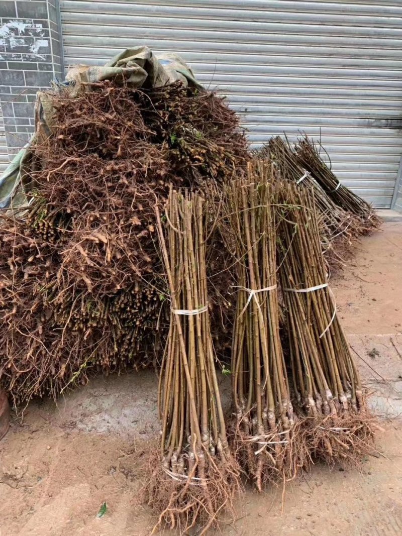 脆红李子苗嫁接苗规格齐全当年挂果南北方种植技术指导易成活