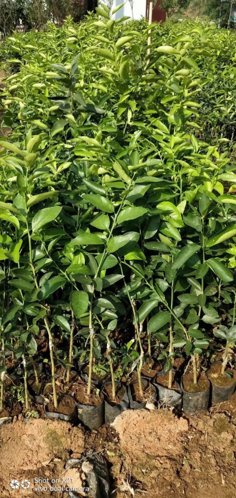 无籽青柠檬苗柠檬苗正品嫁接手指柠檬苗