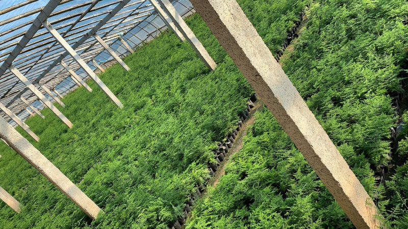 文竹、云竹、迷你文竹大盆文竹