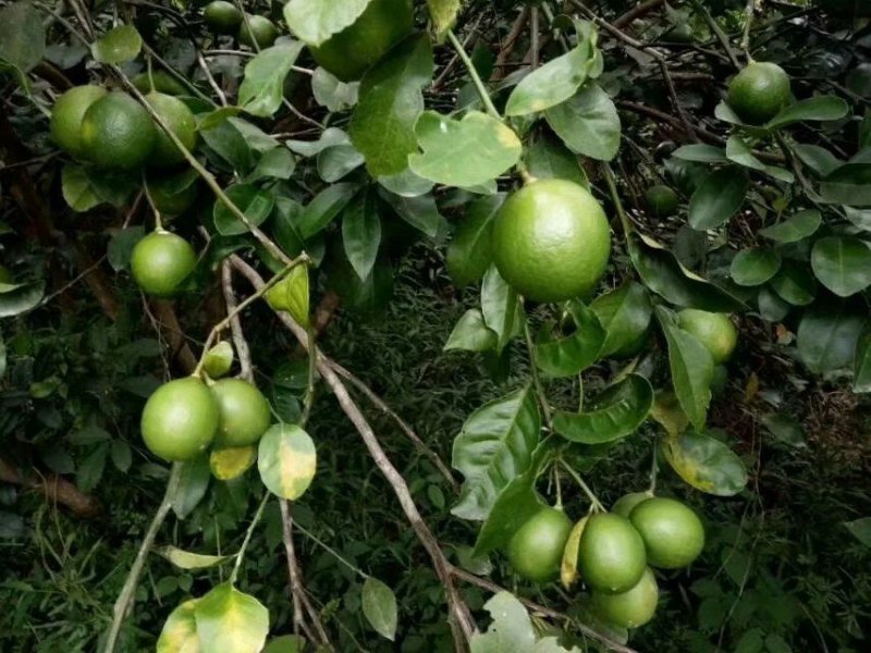 无籽青柠檬苗柠檬苗正品嫁接手指柠檬苗