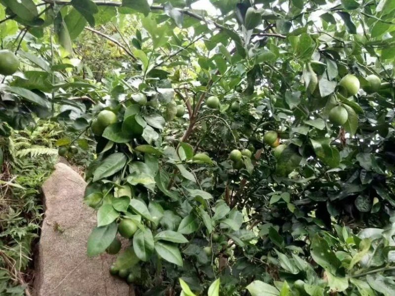 无籽青柠檬苗柠檬苗正品嫁接手指柠檬苗