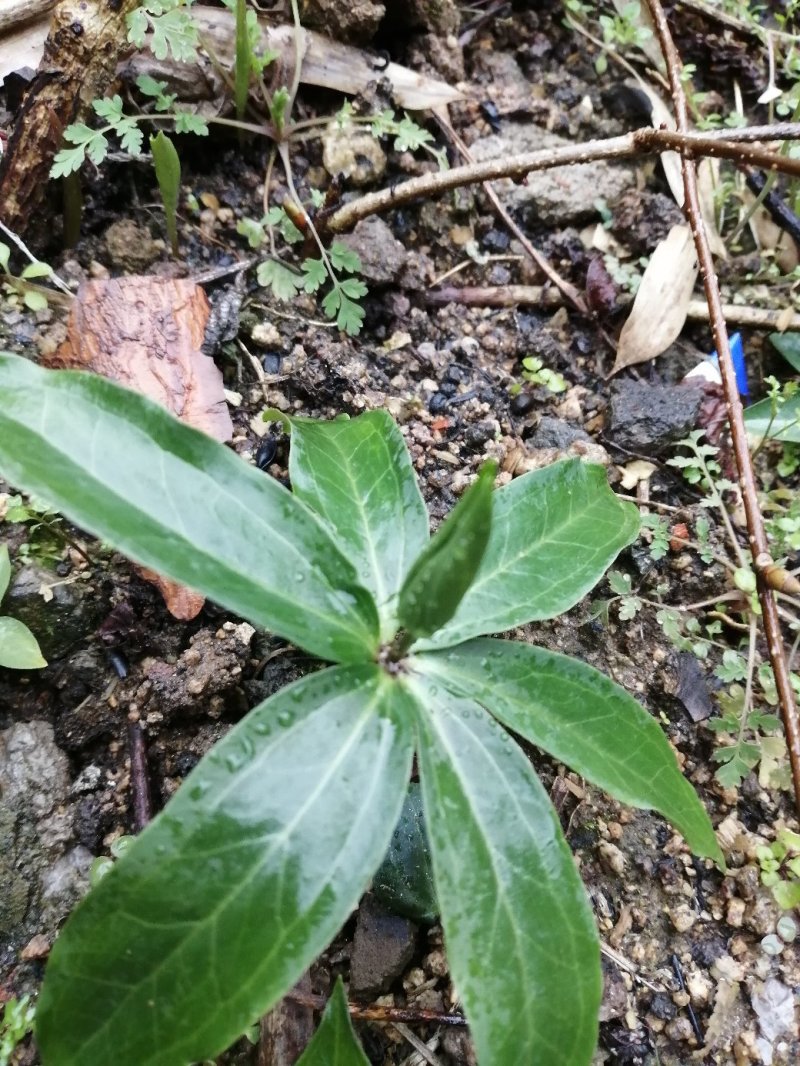 重楼苗大别山品种，货真价实，欢迎诚心购买！货源充足量大