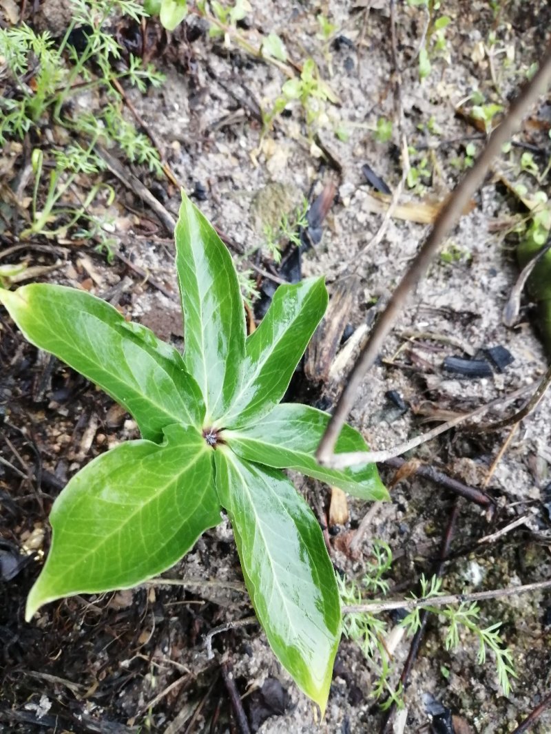 重楼苗大别山品种，货真价实，欢迎诚心购买！货源充足量大