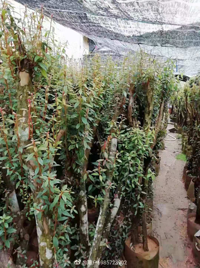 百年杜鹃桩，占地工程桩，景观桩