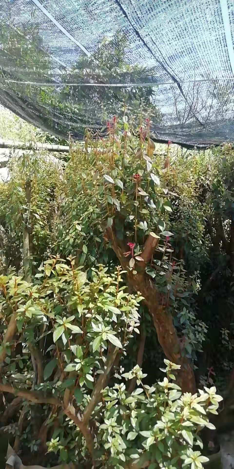 百年杜鹃桩，占地工程桩，景观桩
