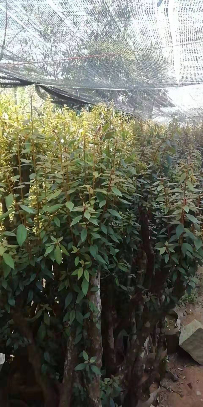百年杜鹃桩，占地工程桩，景观桩
