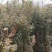 百年杜鹃桩，占地工程桩，景观桩
