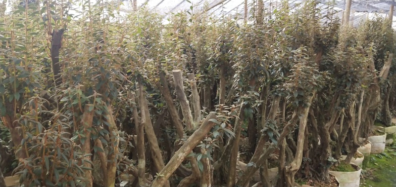 百年杜鹃桩，占地工程桩，景观桩