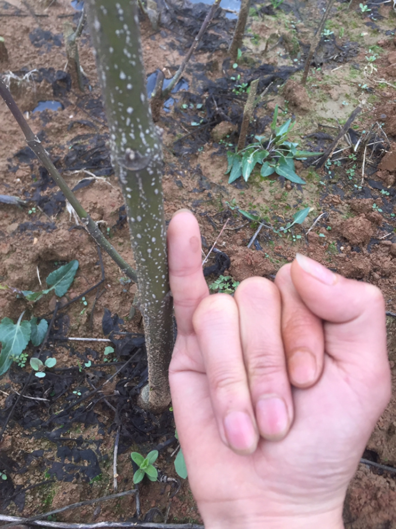 出售一批特级江西中花吴茱萸扦插苗，有需要的联系