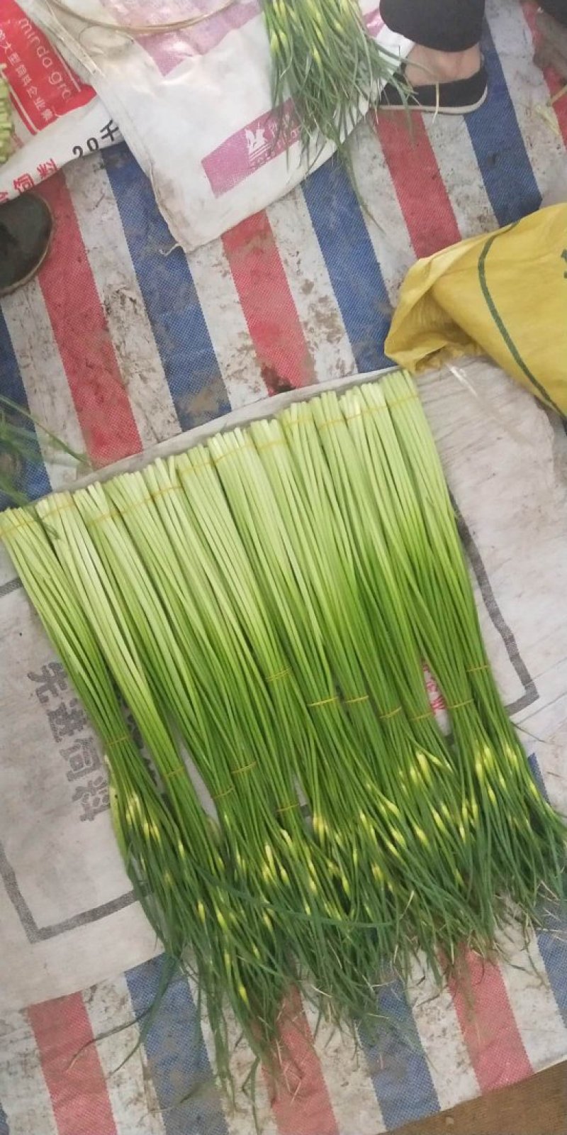蒜苔精品蒜薹60~70cm欢迎一亩田联系我