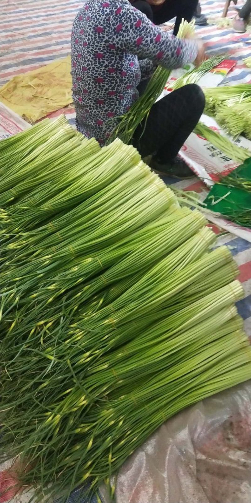 蒜苔精品蒜薹60~70cm欢迎一亩田联系我