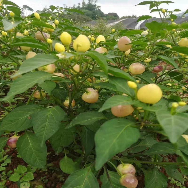 辣椒苗彩椒苗广西七彩椒苗五彩辣椒苗泡椒苗阳台盆栽辣椒