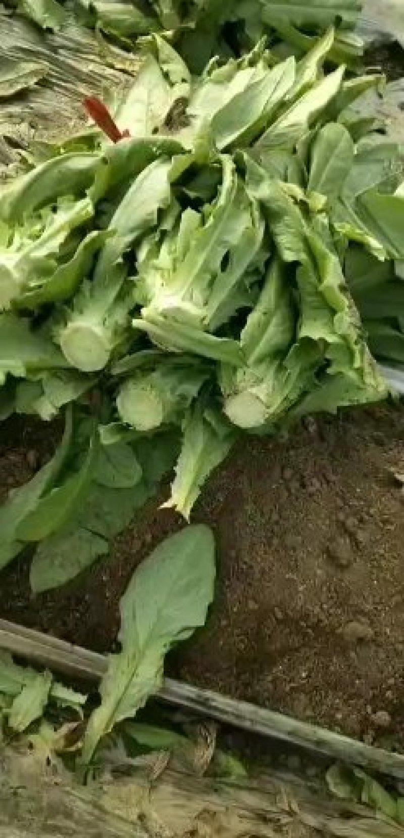 莴笋三青皮莴笋莴苣青皮，青肉，青叶