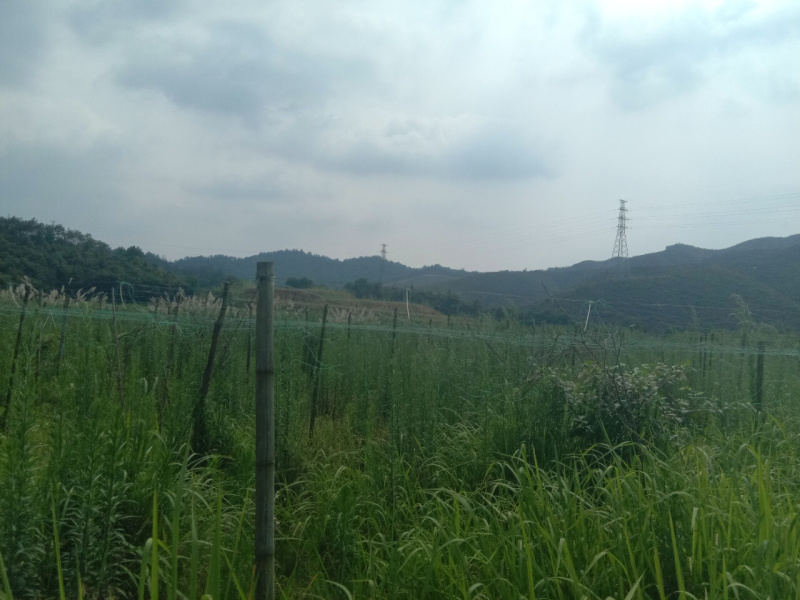 江西景德镇200亩农地寻求合作