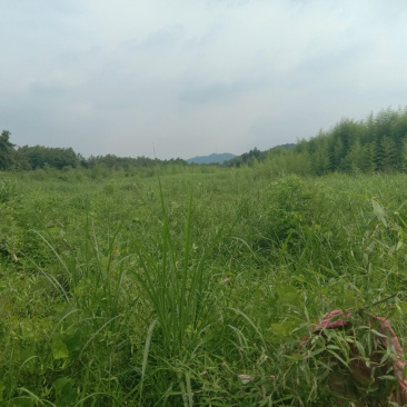 江西景德镇200亩农地寻求合作