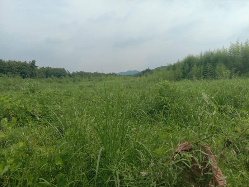 江西景德镇200亩农地寻求合作