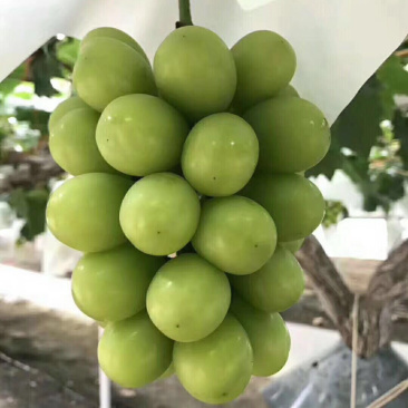 葡萄苗批发,阳光玫瑰葡萄苗,纯度高,质量好