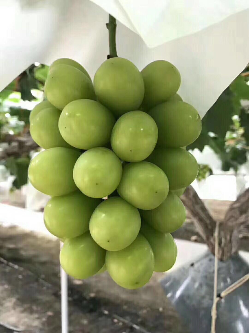 葡萄苗批发，阳光玫瑰葡萄苗，纯度高，质量好