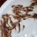 塘鲺鱼苗快大种塘鲺鱼苗塘角鱼苗本地塘鲺鱼苗