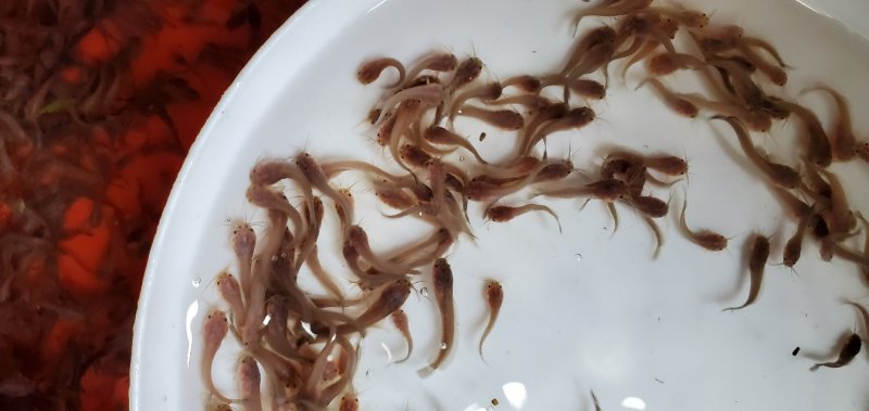塘鲺鱼苗快大种塘鲺鱼苗塘角鱼苗本地塘鲺鱼苗