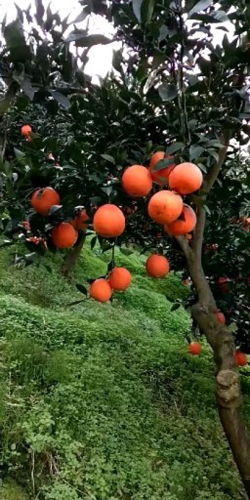 秭归中华红血橙脆甜一手货源看园采果品质保证价格从优