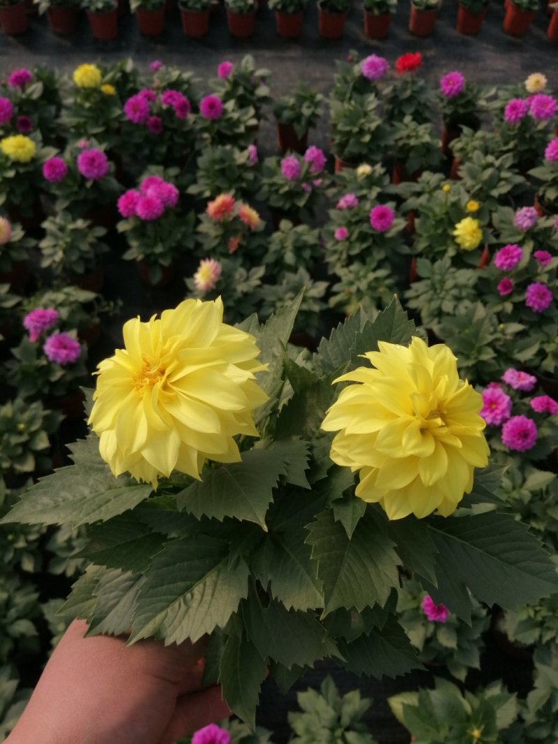 小丽花/基地直发货/品种齐全/颜色鲜艳/品相优/量大