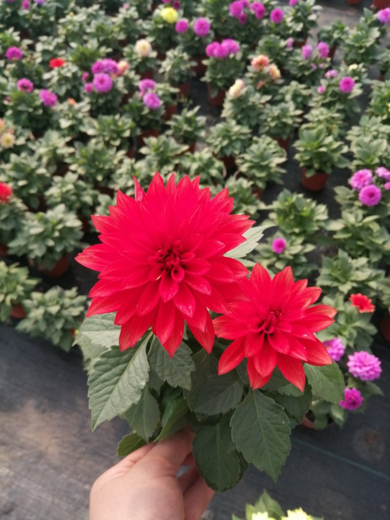 小丽花/基地直发货/品种齐全/颜色鲜艳/品相优/量大