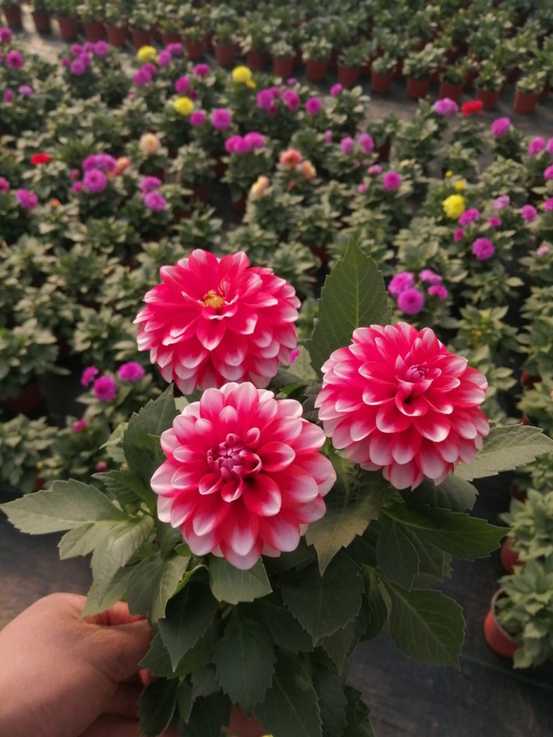 小丽花/基地直发货/品种齐全/颜色鲜艳/品相优/量大