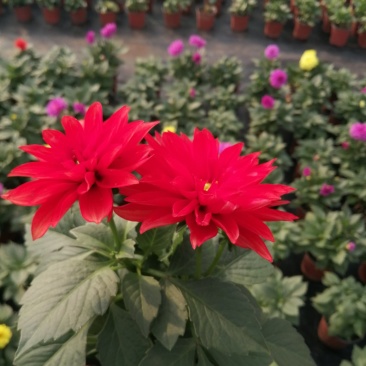 小丽花/基地直发货/品种齐全/颜色鲜艳/品相优/量大