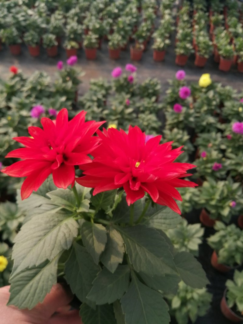 小丽花/基地直发货/品种齐全/颜色鲜艳/品相优/量大